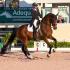 2020 Global Dressage Festival